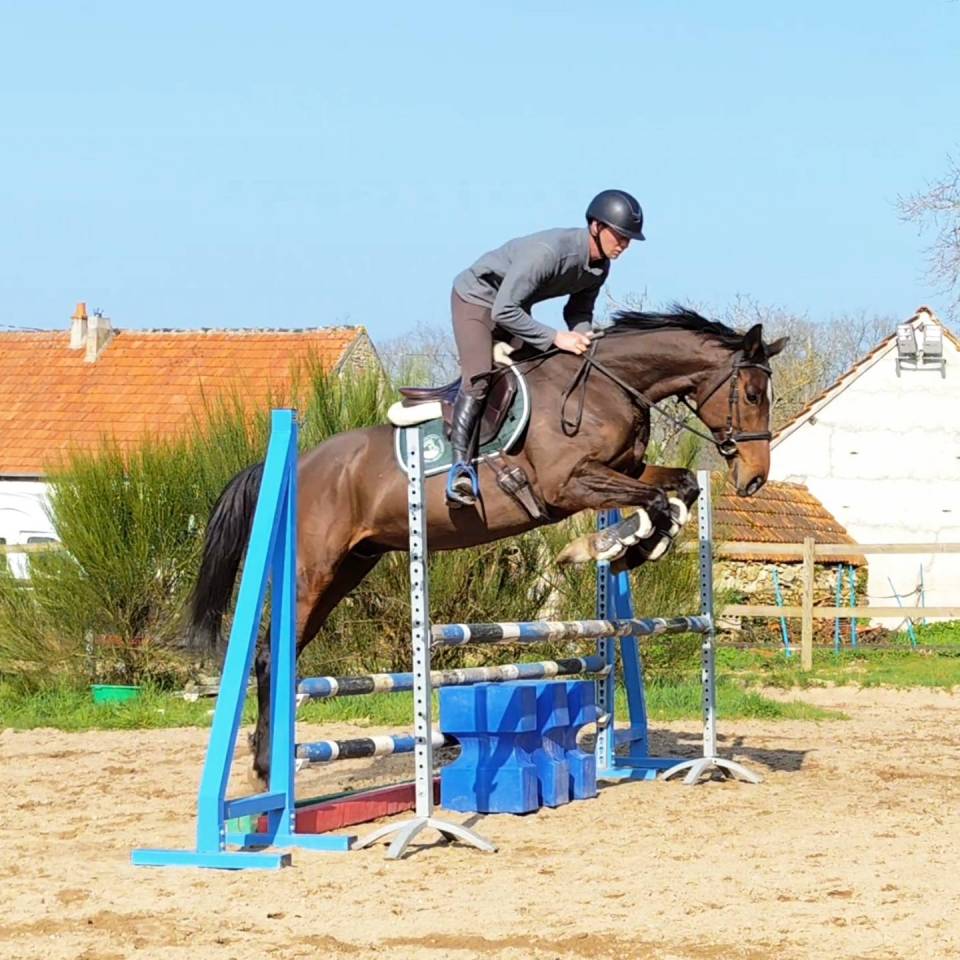 Top cheval de loisir, polyvalent, orientation CCE CSO