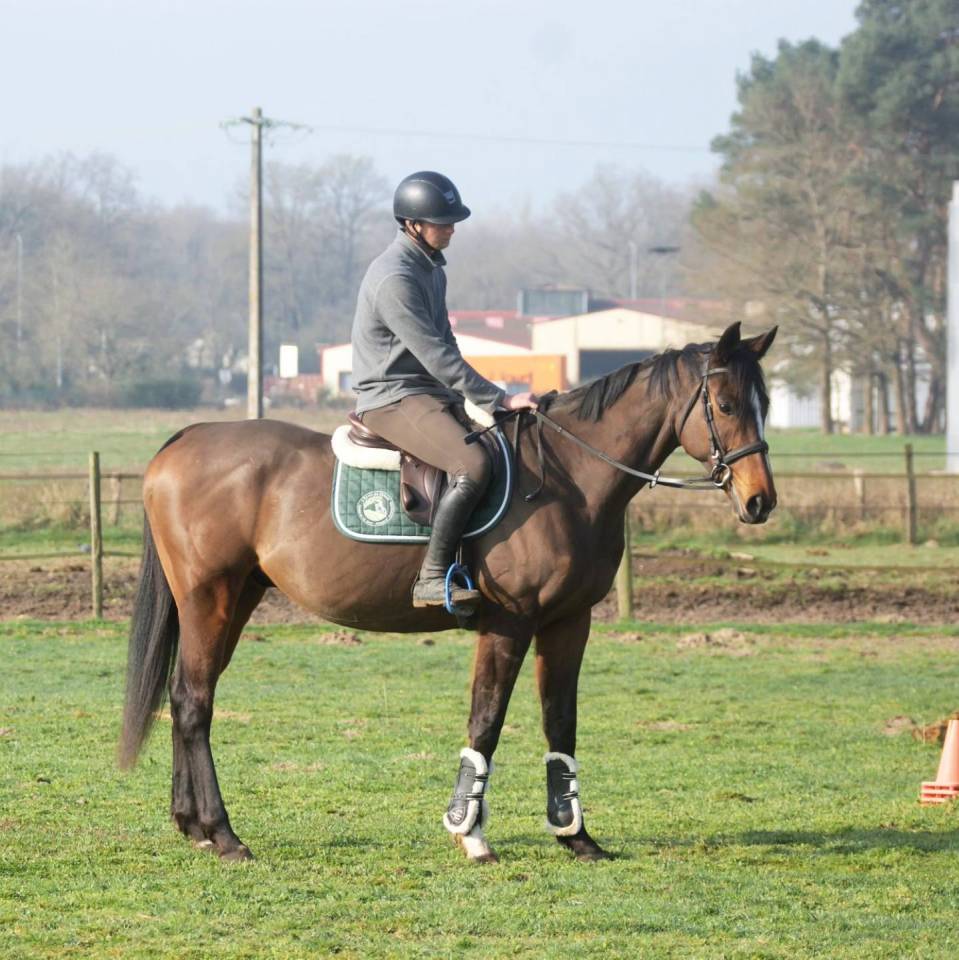 Top cheval de loisir, polyvalent, orientation CCE CSO