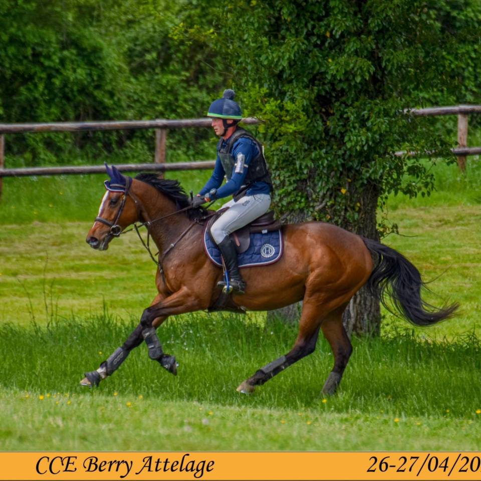 Top cheval de loisir, polyvalent, orientation CCE CSO