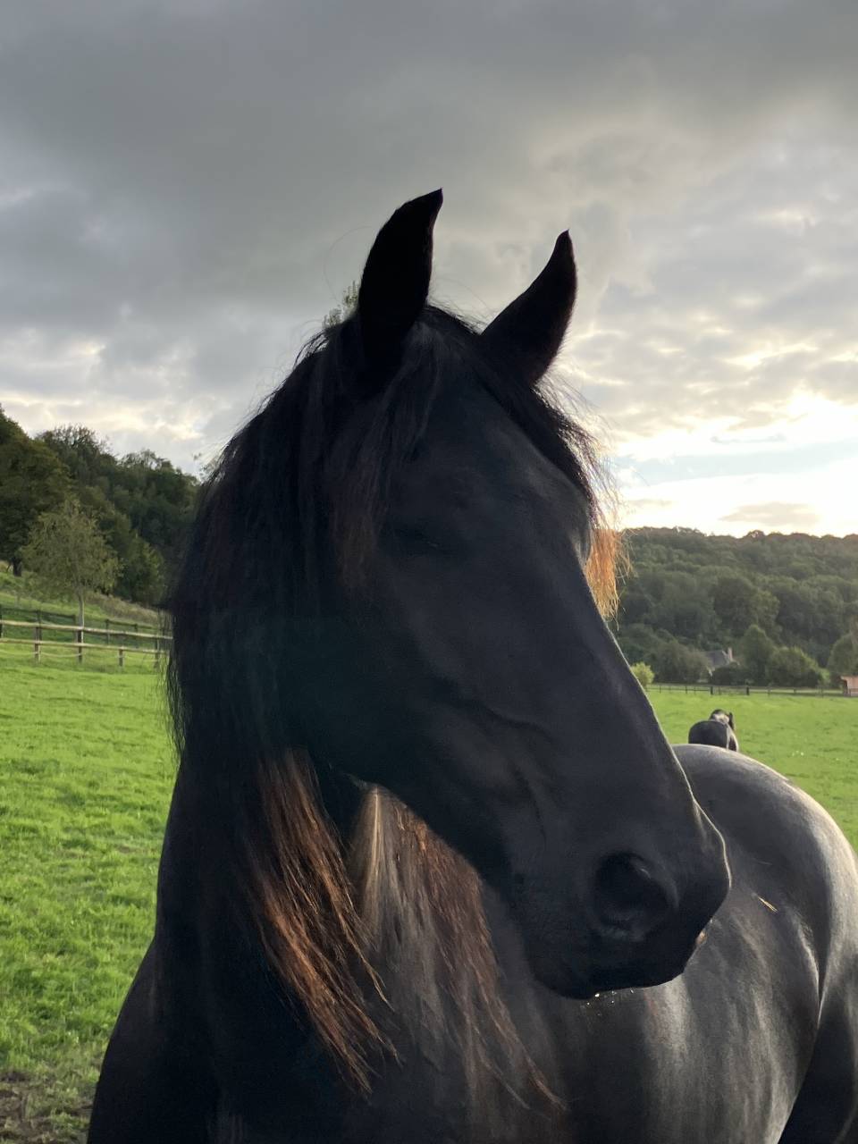 Poulain Frison Pleins Papiers