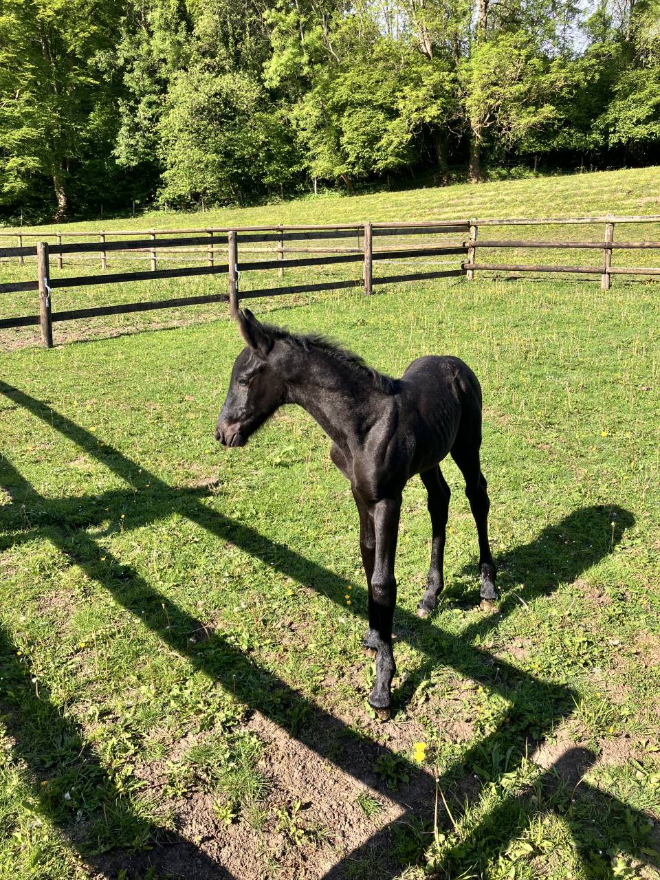 Poulain Frison Pleins Papiers