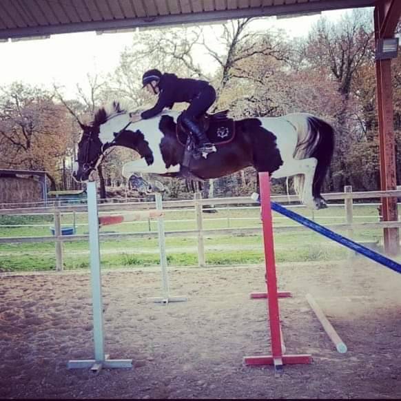 Etalon Selle Francais Sport