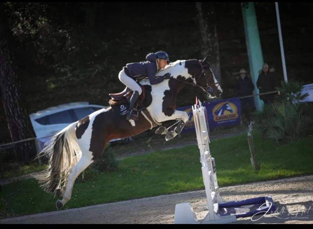 Etalon Selle Francais Sport