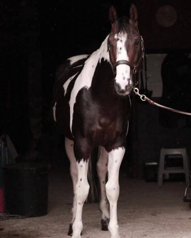 Etalon Selle Francais Sport