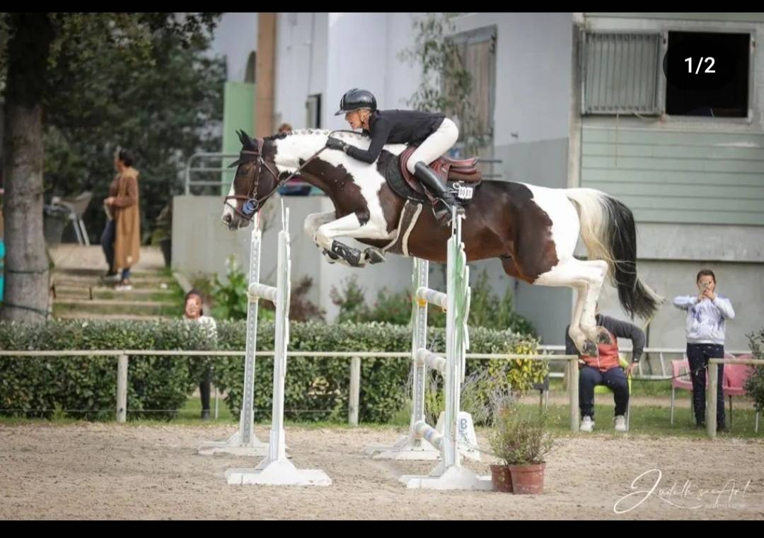 Etalon Selle Francais Sport