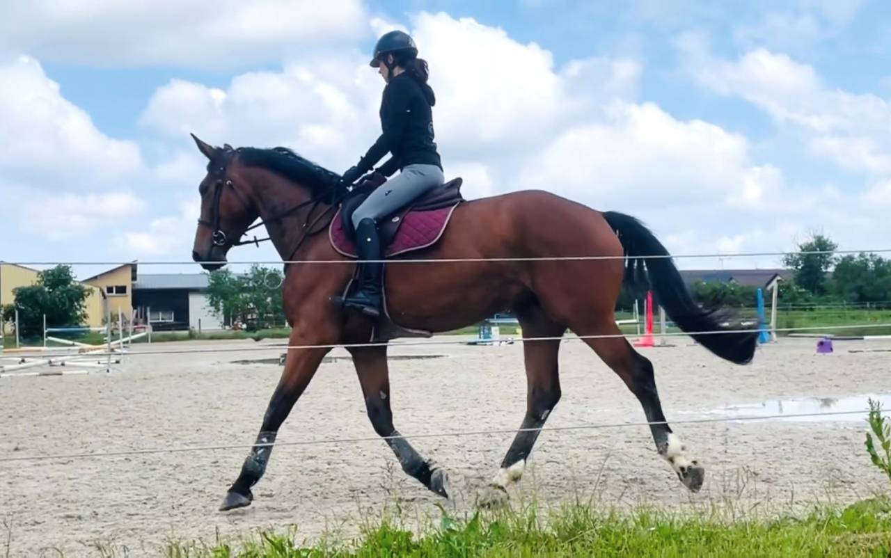 Jument 4 ans Selle Français 171 cm