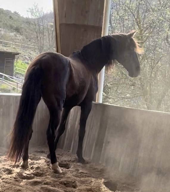 Pouliche Pur Sang Lusitanien 14 mois