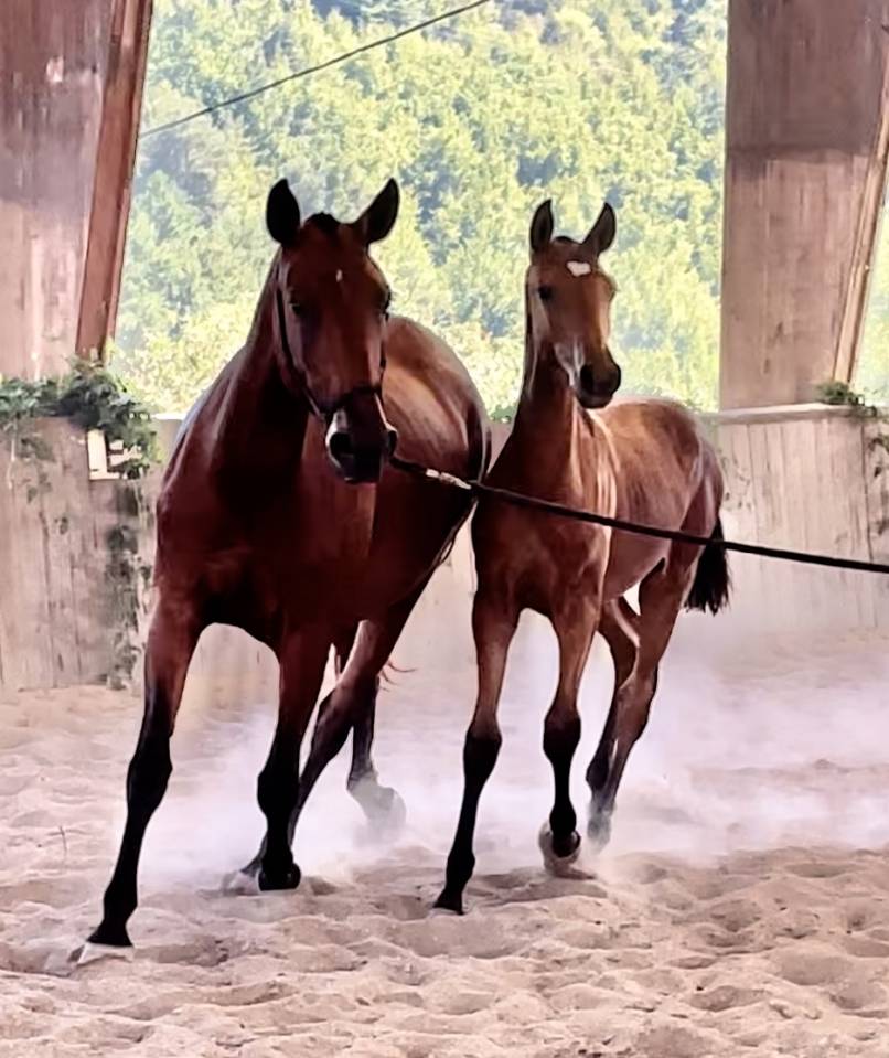 Pouliche Pur Sang Lusitanien 14 mois