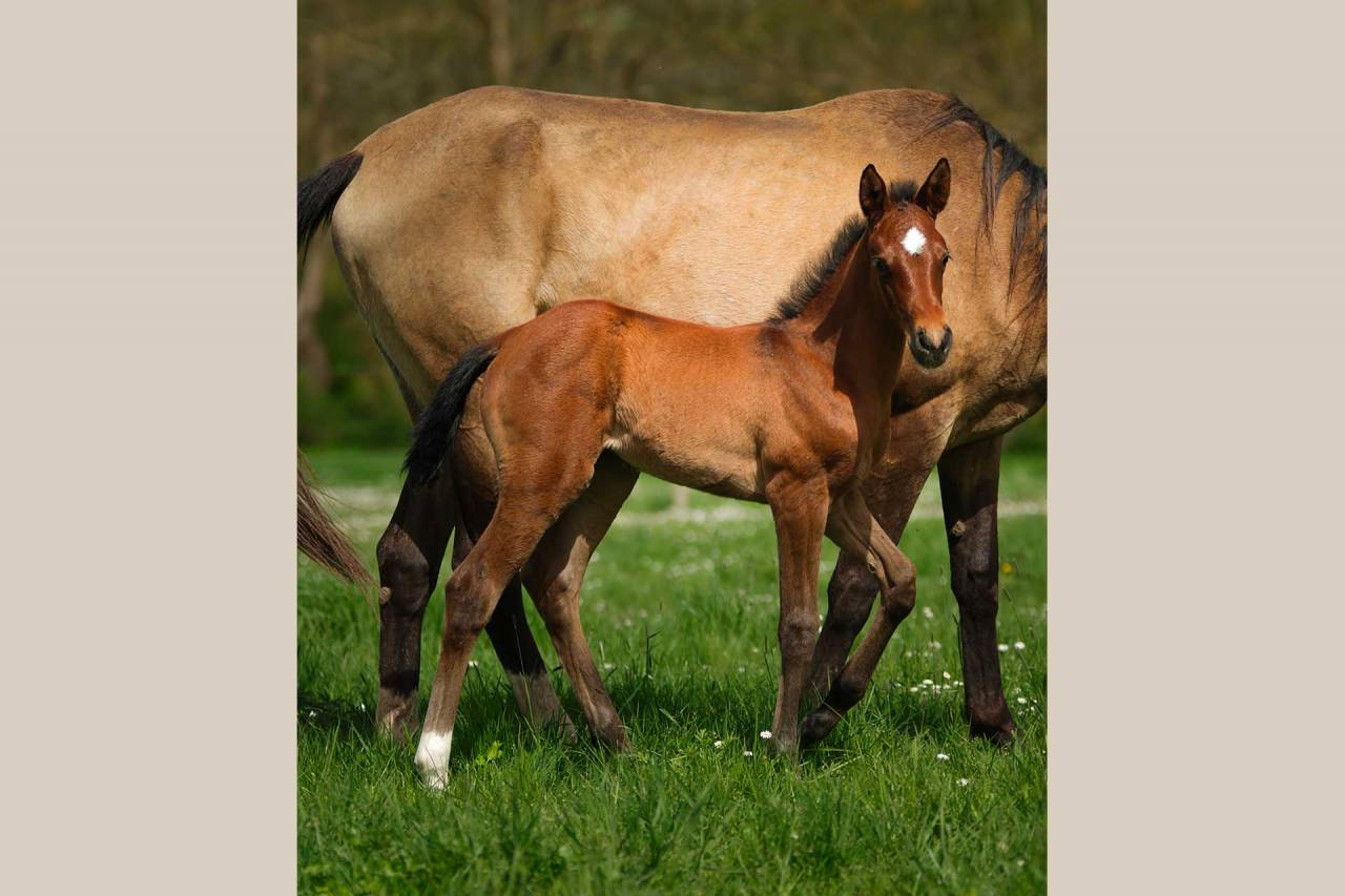 Pouliche Akhal Téké PATSHULA IZLAYON