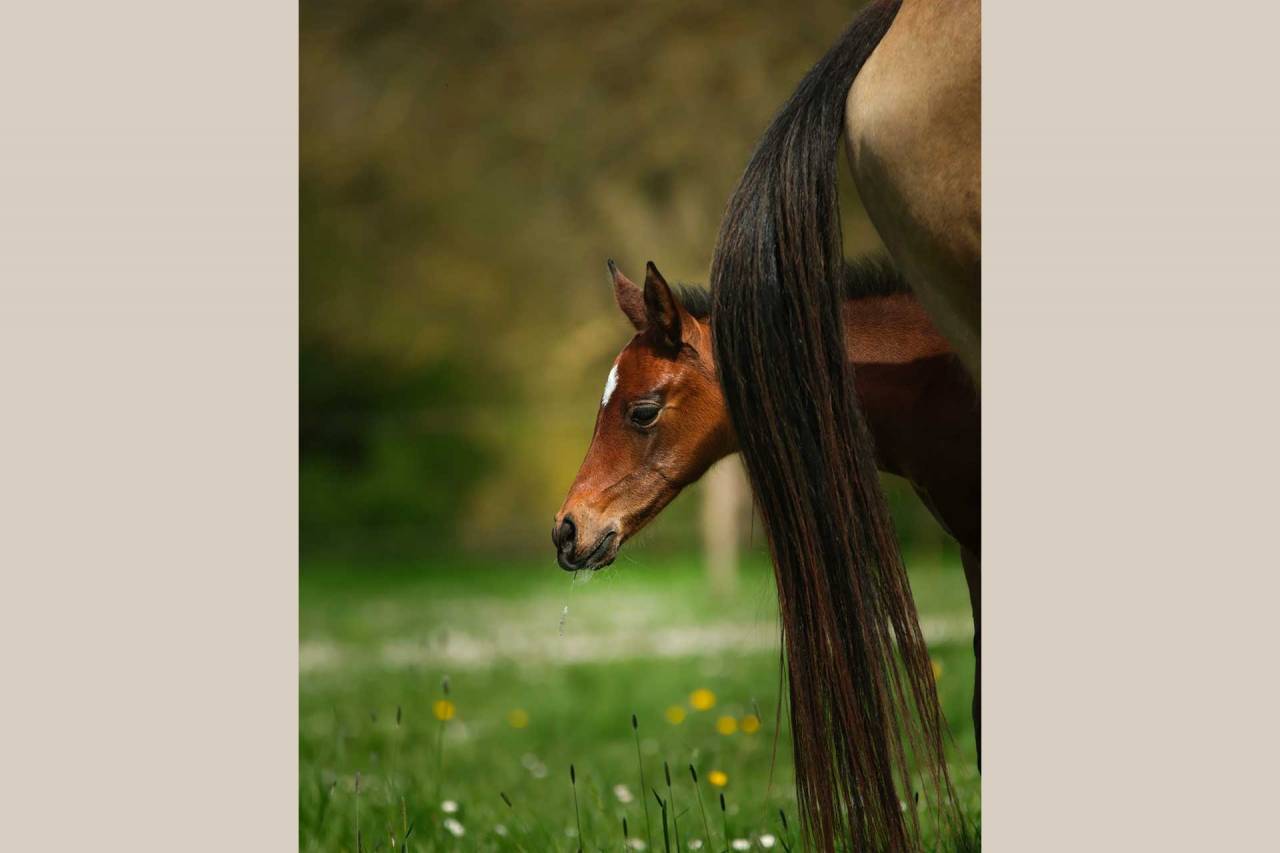 Pouliche Akhal Téké PATSHULA IZLAYON