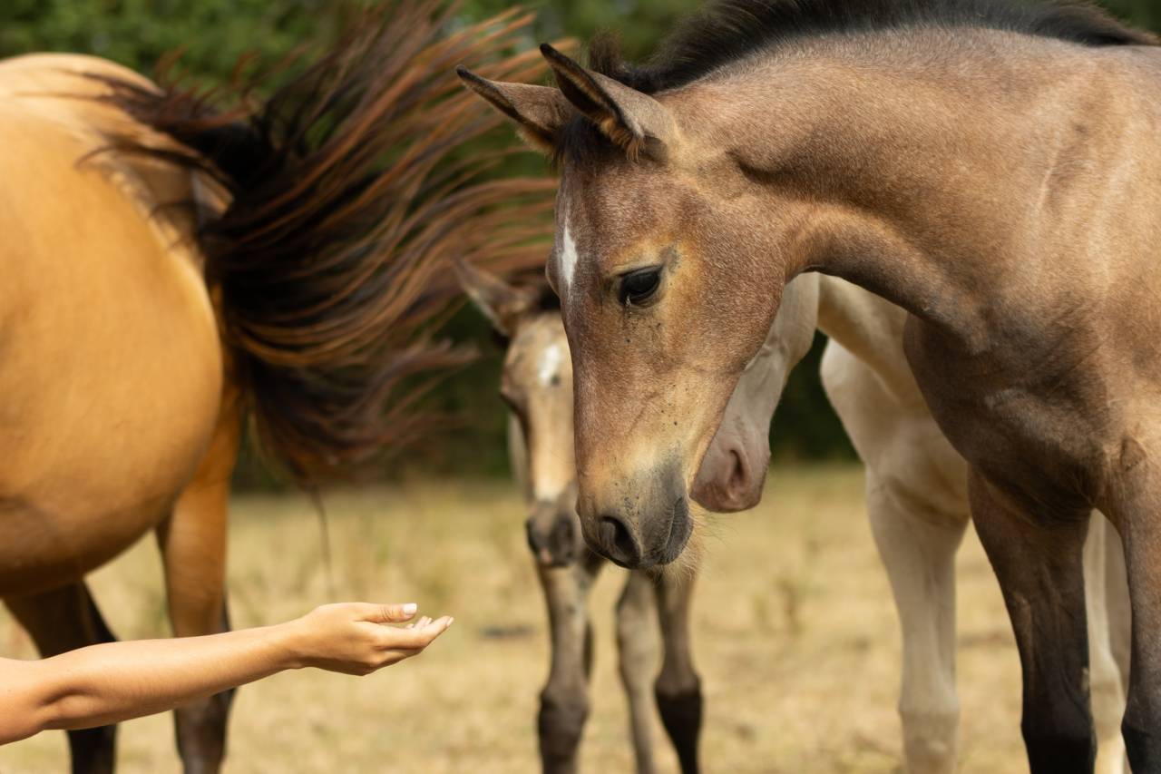 Pouliche Akhal Téké PATSHULA IZLAYON