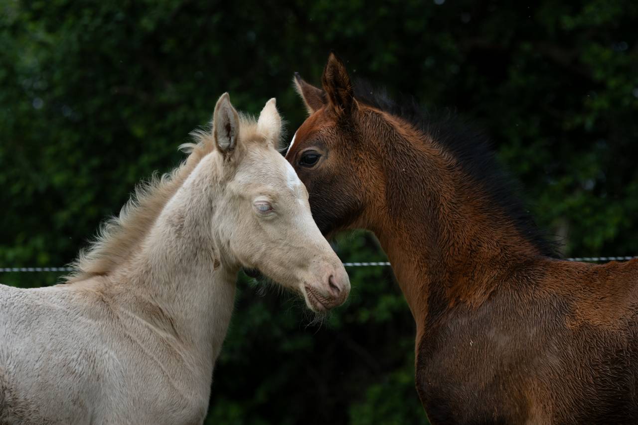 Pouliche Akhal Teke PLAVA IZLAYON
