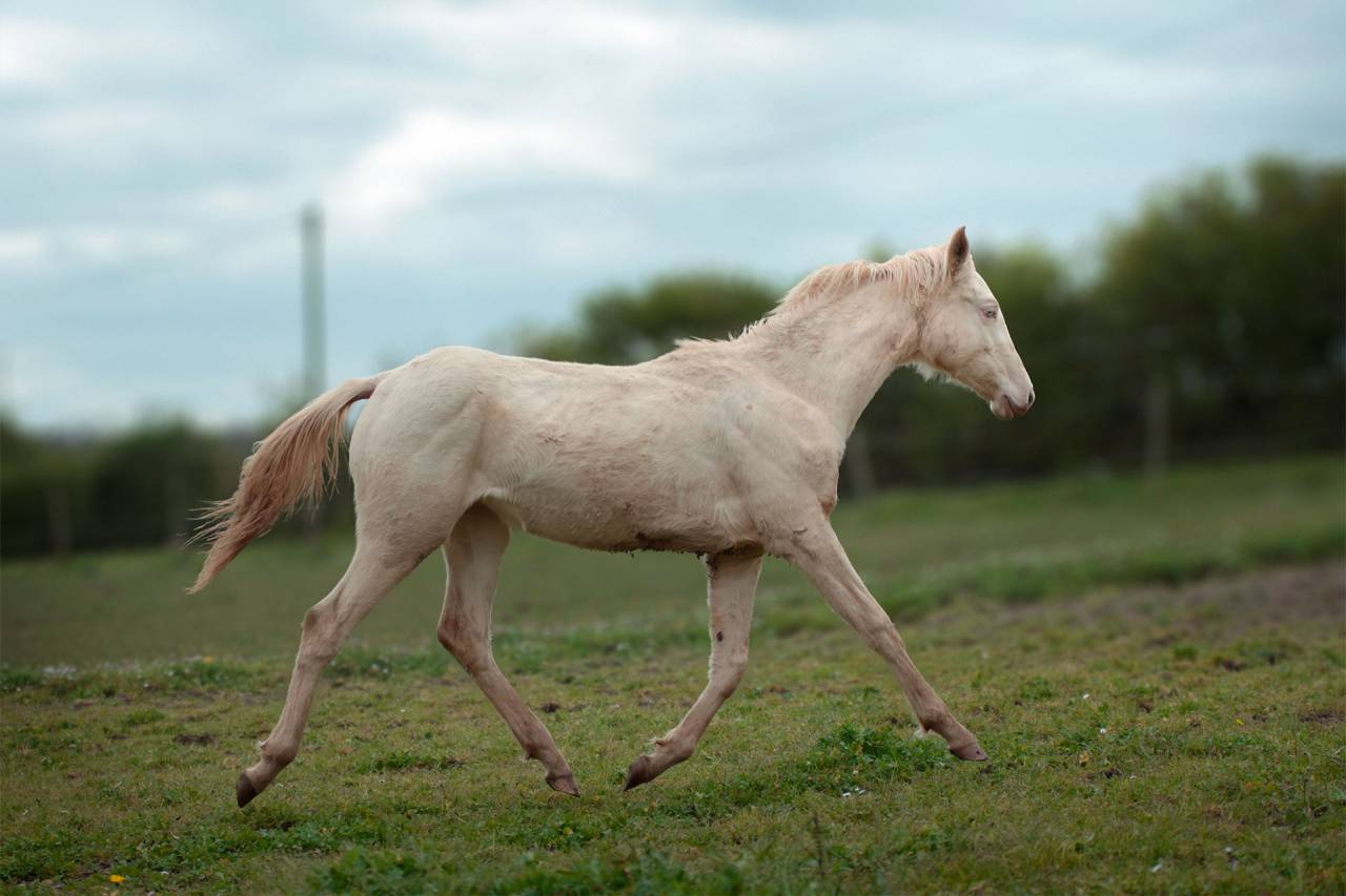Pouliche Akhal Teke PLAVA IZLAYON