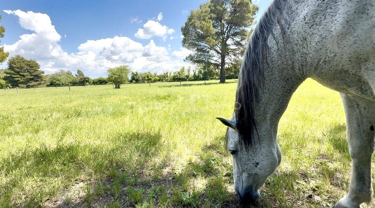 Alpilles - magnifique domaine de 6,5 hectares