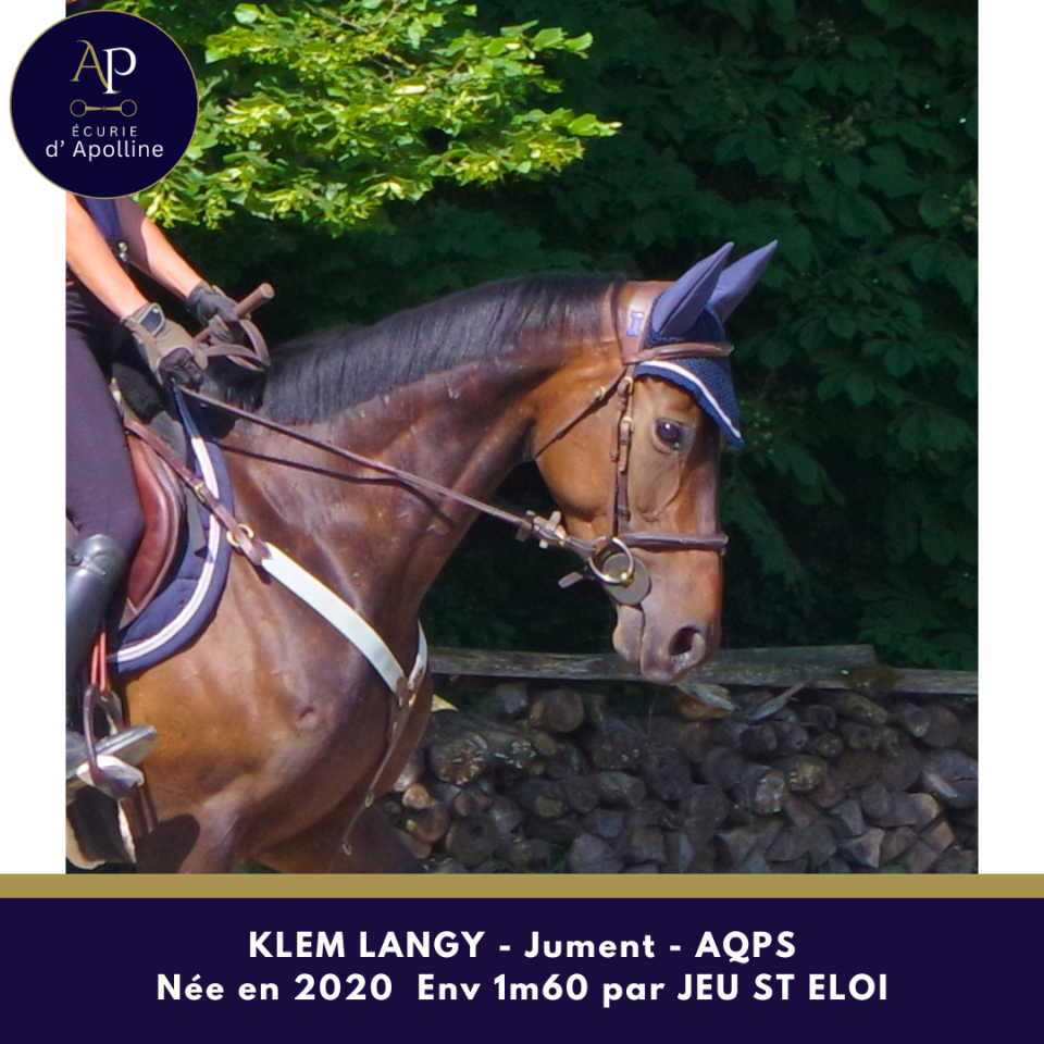 Jolie jument AQPS par JEU ST ELOI