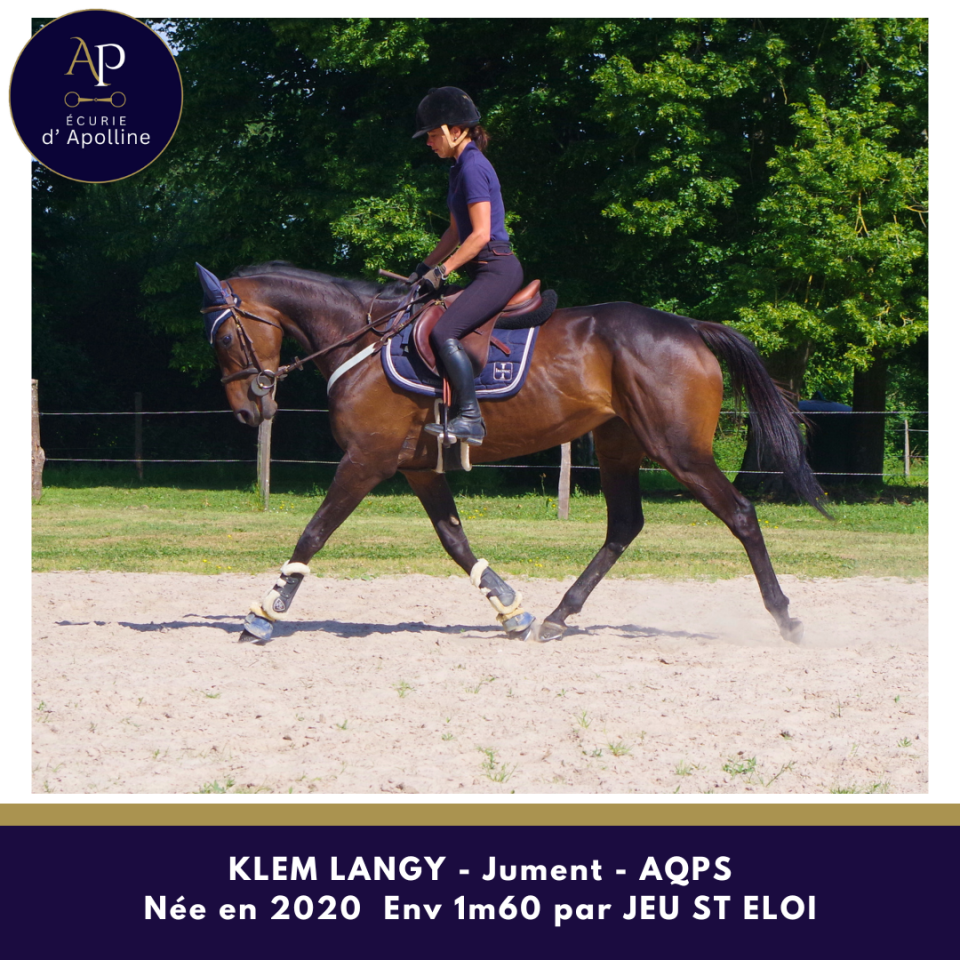 Jolie jument AQPS par JEU ST ELOI