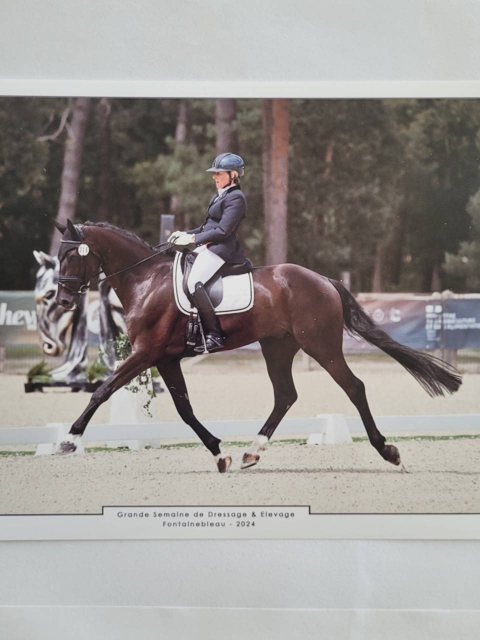 Cheval de dressage  7ans, à vendre 