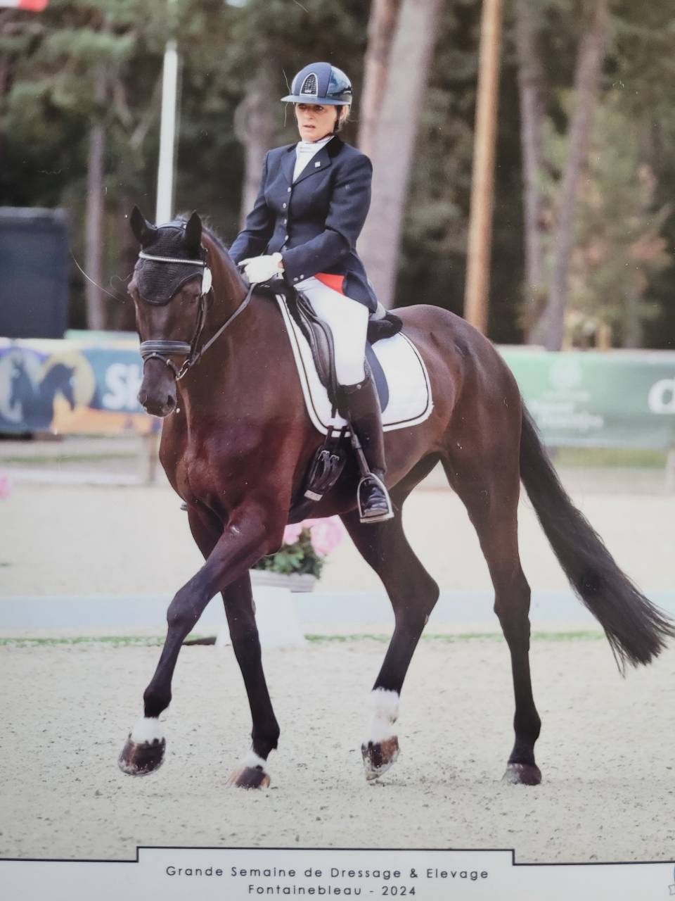 Cheval de dressage  7ans, à vendre 