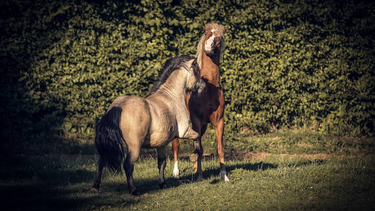 Etalon shetland grand standard 