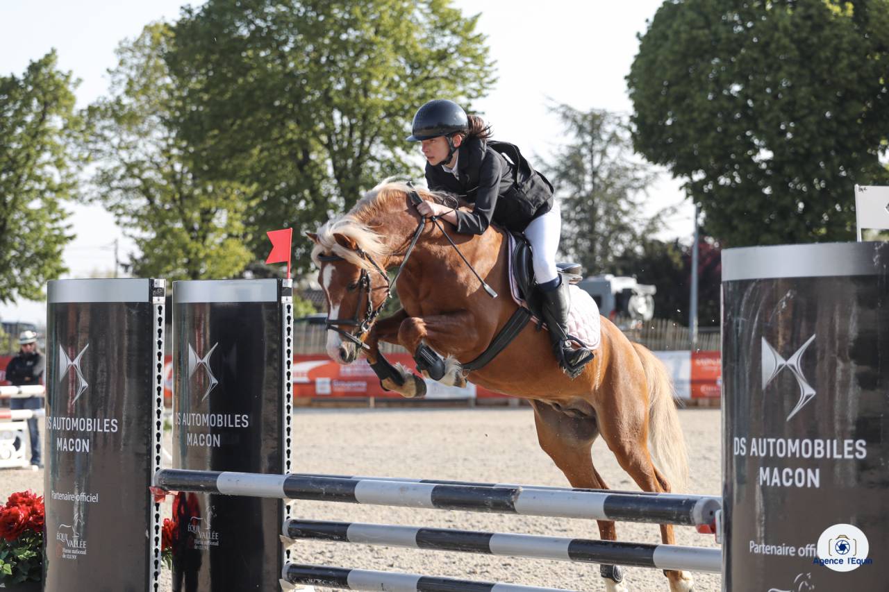 Etalon Welsh pony - ipo138