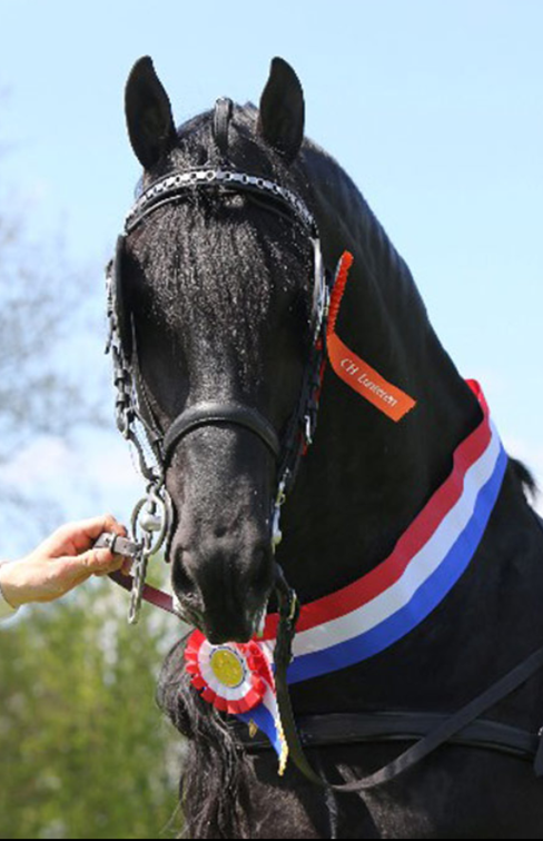 Poulain frison PP MAURUS 441 X RINDERT 406