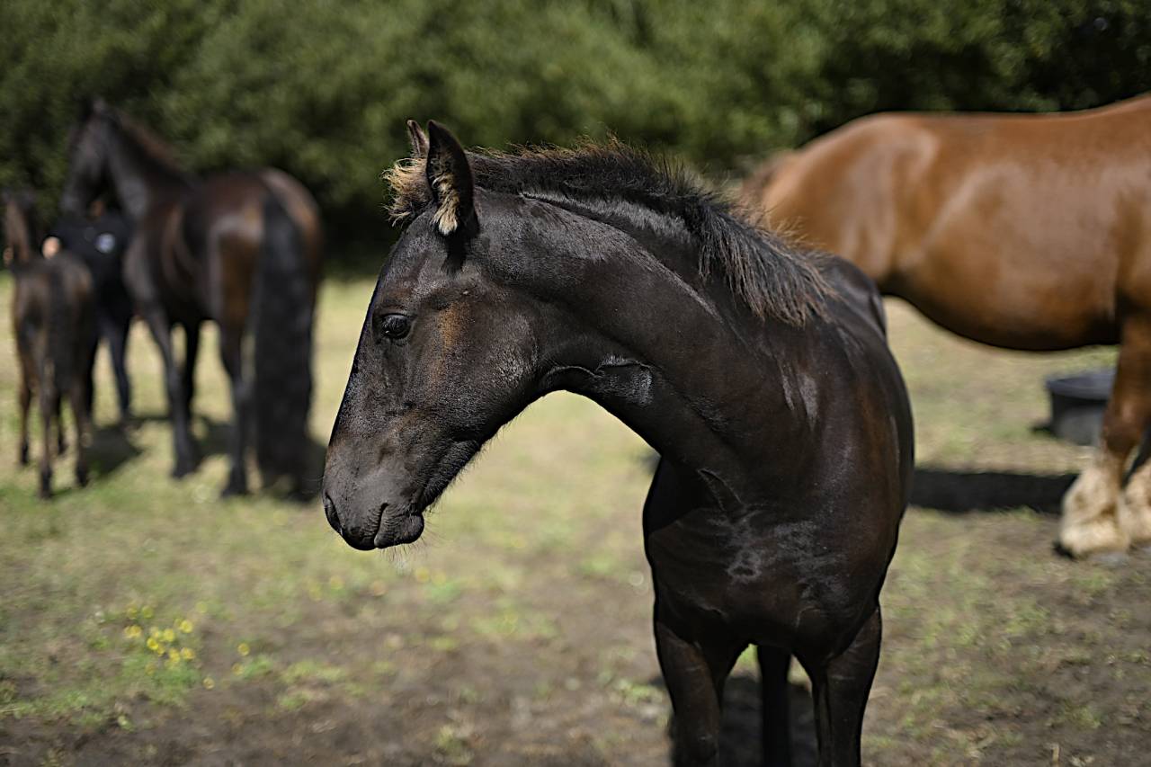 Poulain frison PP MAURUS 441 X RINDERT 406