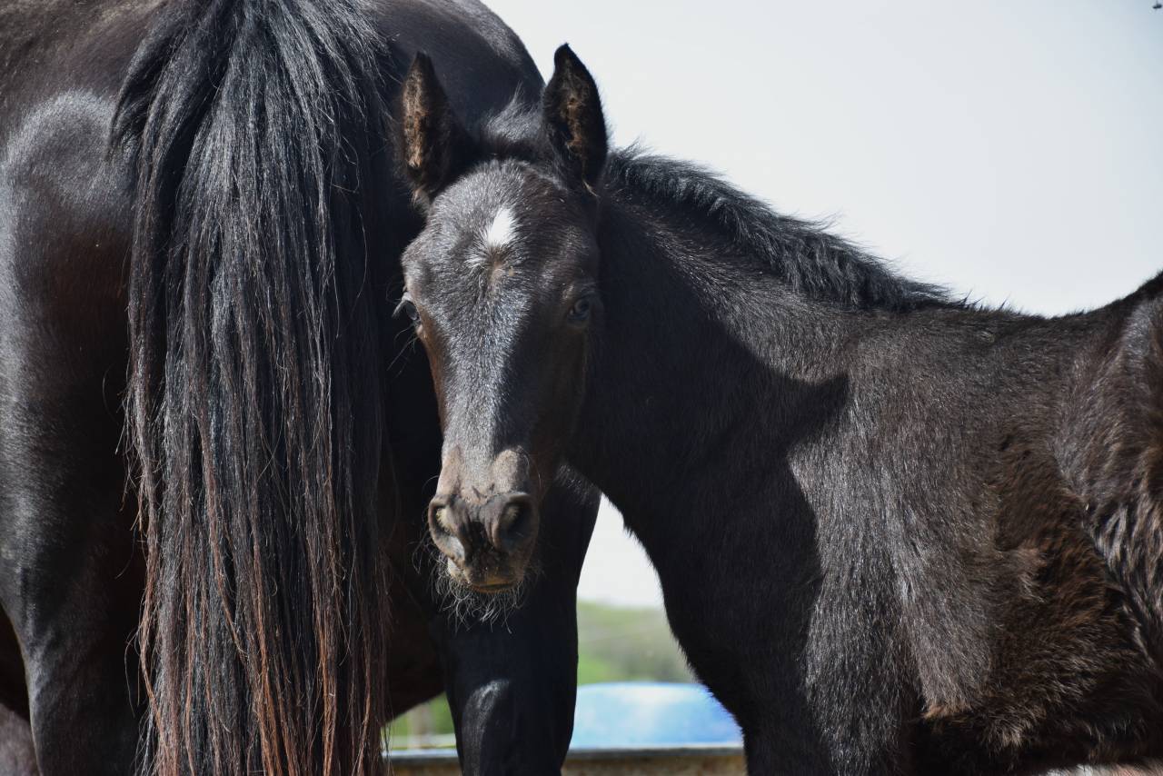 Poulain Alegria , parfait partenaire en devenir !