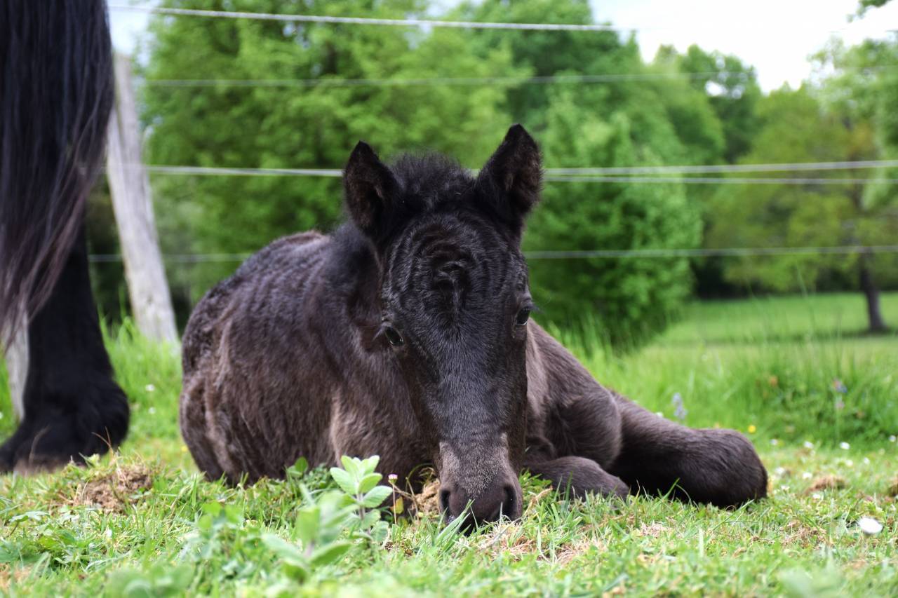 Poulain Alegria , parfait partenaire en devenir !