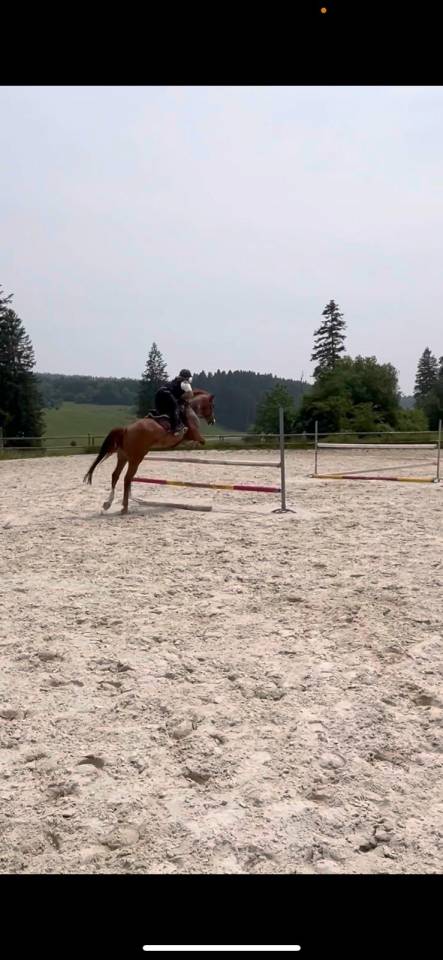 India de la Verchère Jument de 7 ans par Arko