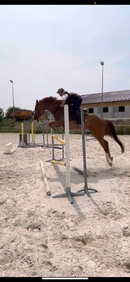 India de la Verchère Jument de 7 ans par Arko