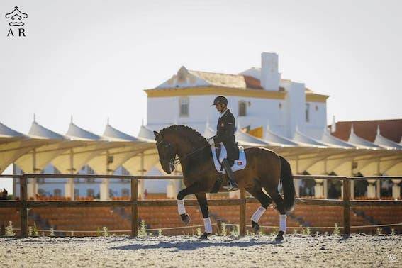 Poulain perlino lusitanien taille poney