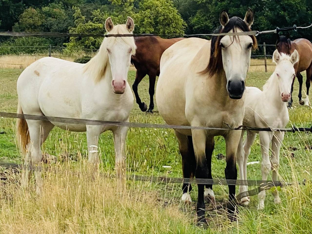Poulain perlino lusitanien taille poney