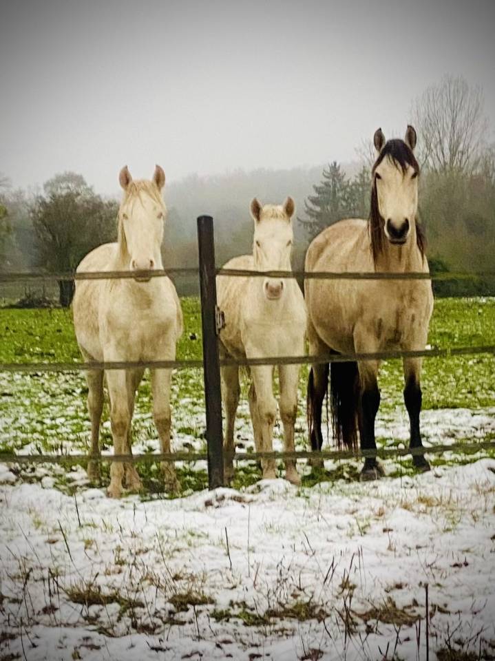 Poulain perlino lusitanien taille poney