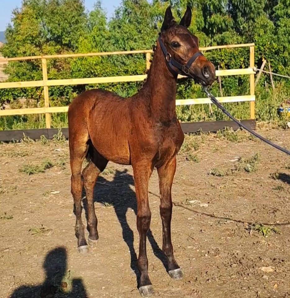 Poulain Cheval de Selle Italien A vendre 2025 Bai brun par CASALITO