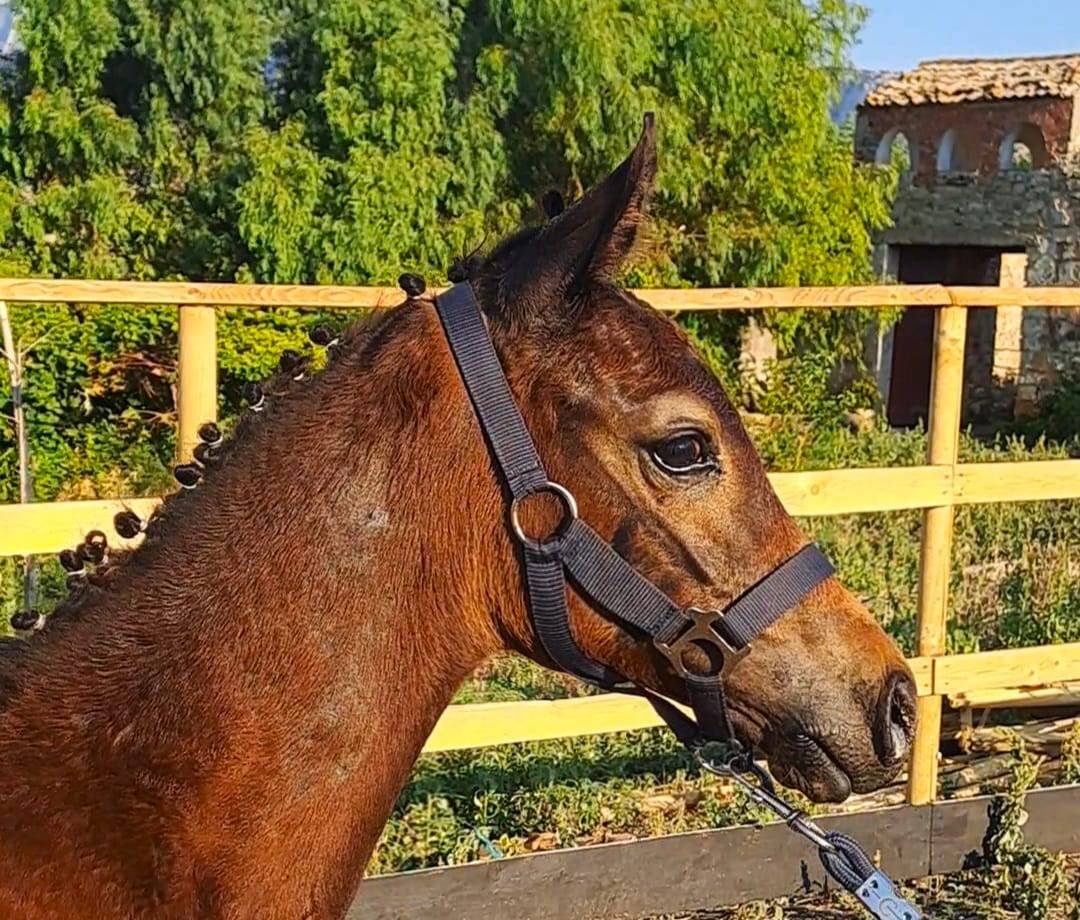 Poulain Cheval de Selle Italien A vendre 2025 Bai brun par CASALITO