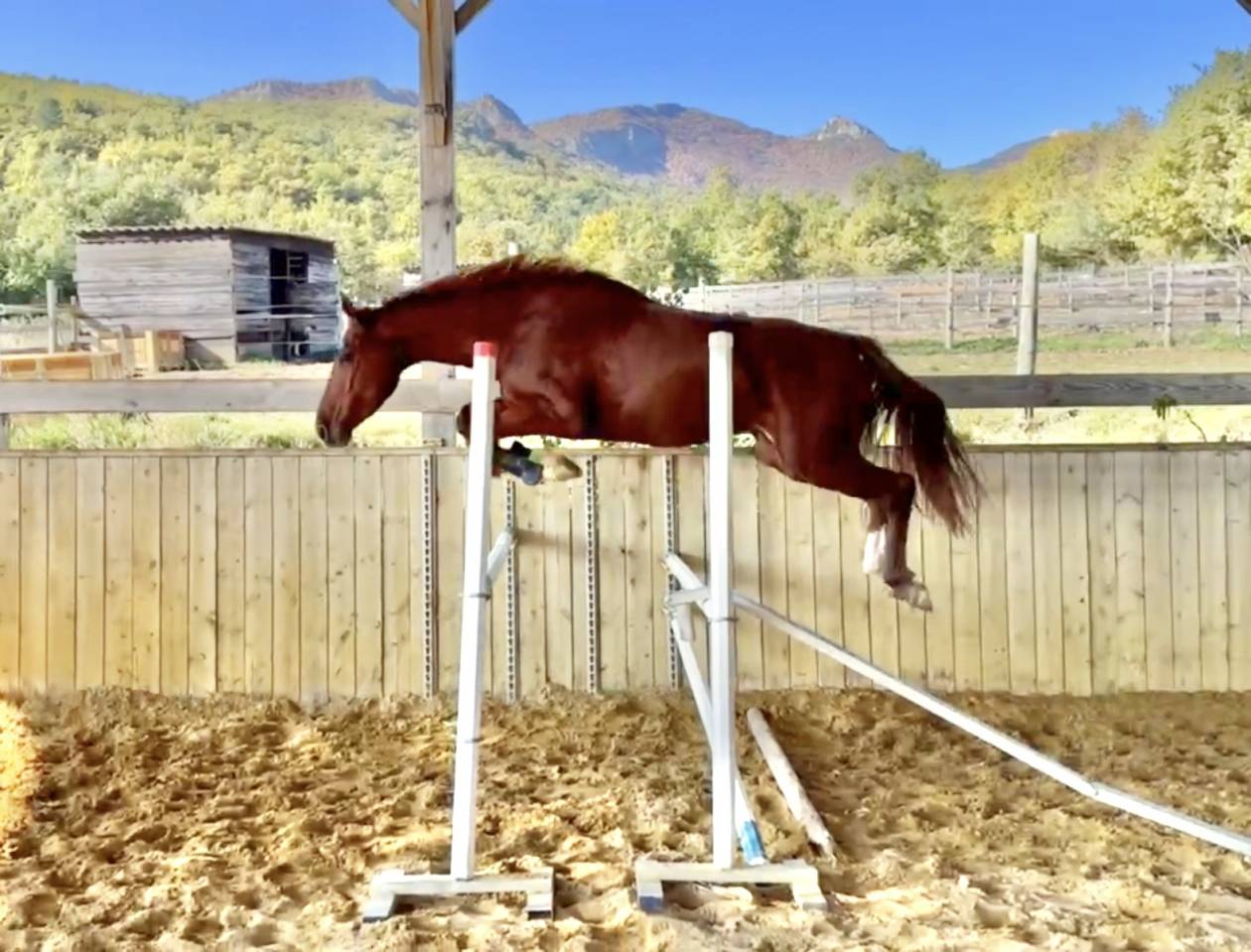 Jument SF CSO Top amateur