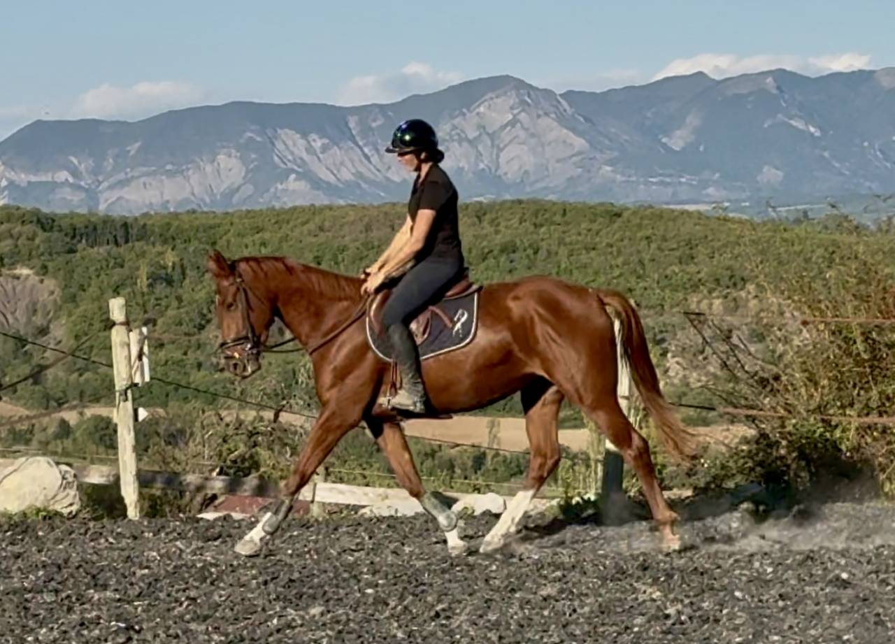 Jument SF CSO Top amateur