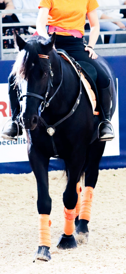 Vends hongre PRE noir