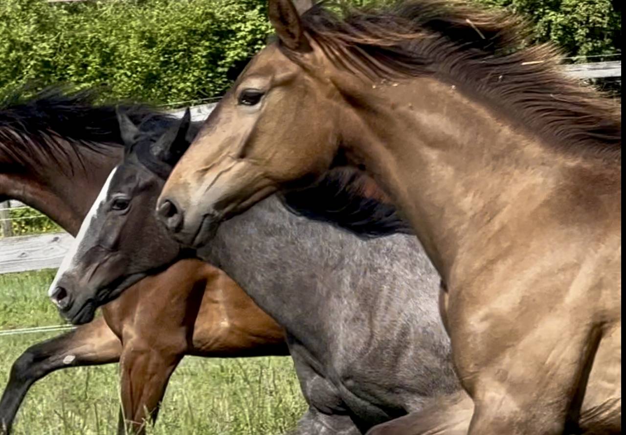 Pouliche CDF d'exception