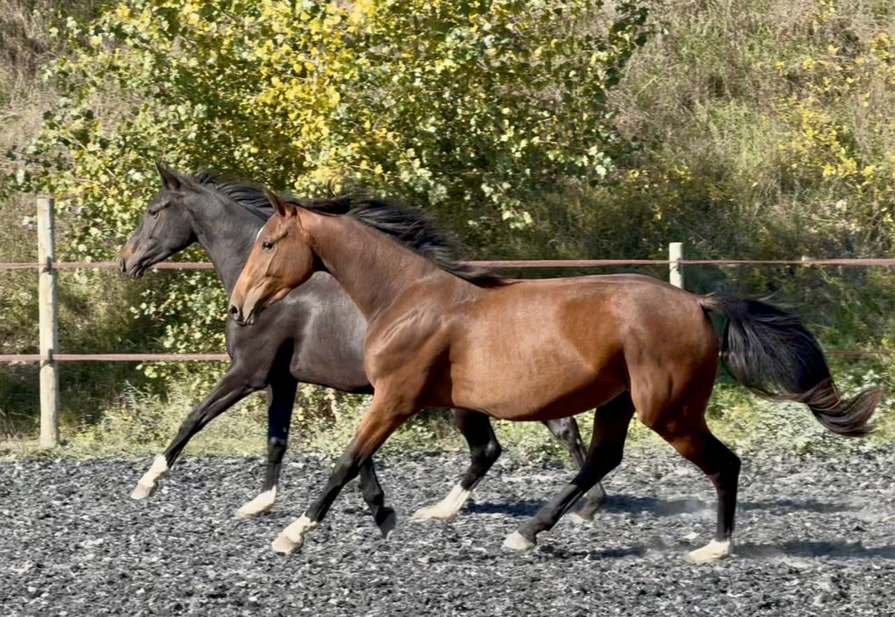 Pouliche 2 ans Z CSO