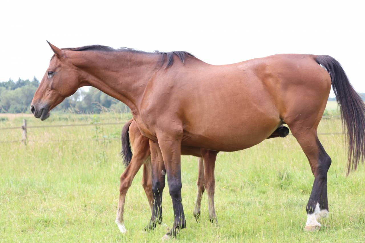 Foal femelle Selle Français par Joker d'Euskadi