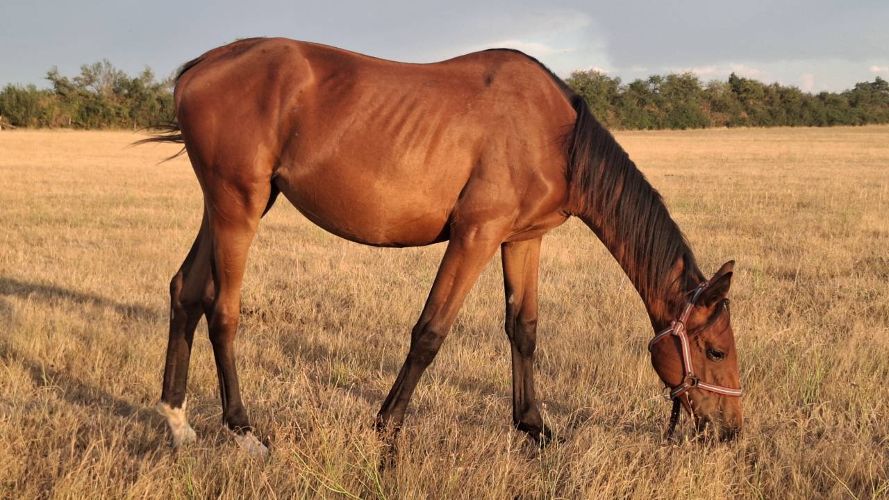 pouliche 1 an Selle Fran&ccedil;ais par Joker d'Euskadi