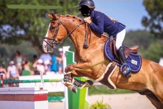 Hongre PFS Poney Français de Selle A vendre 2010 Alezan par Selliany candy