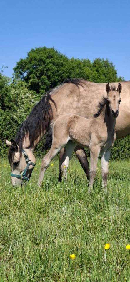 Poney Foal PFS par Usandro tilia Derlenn
