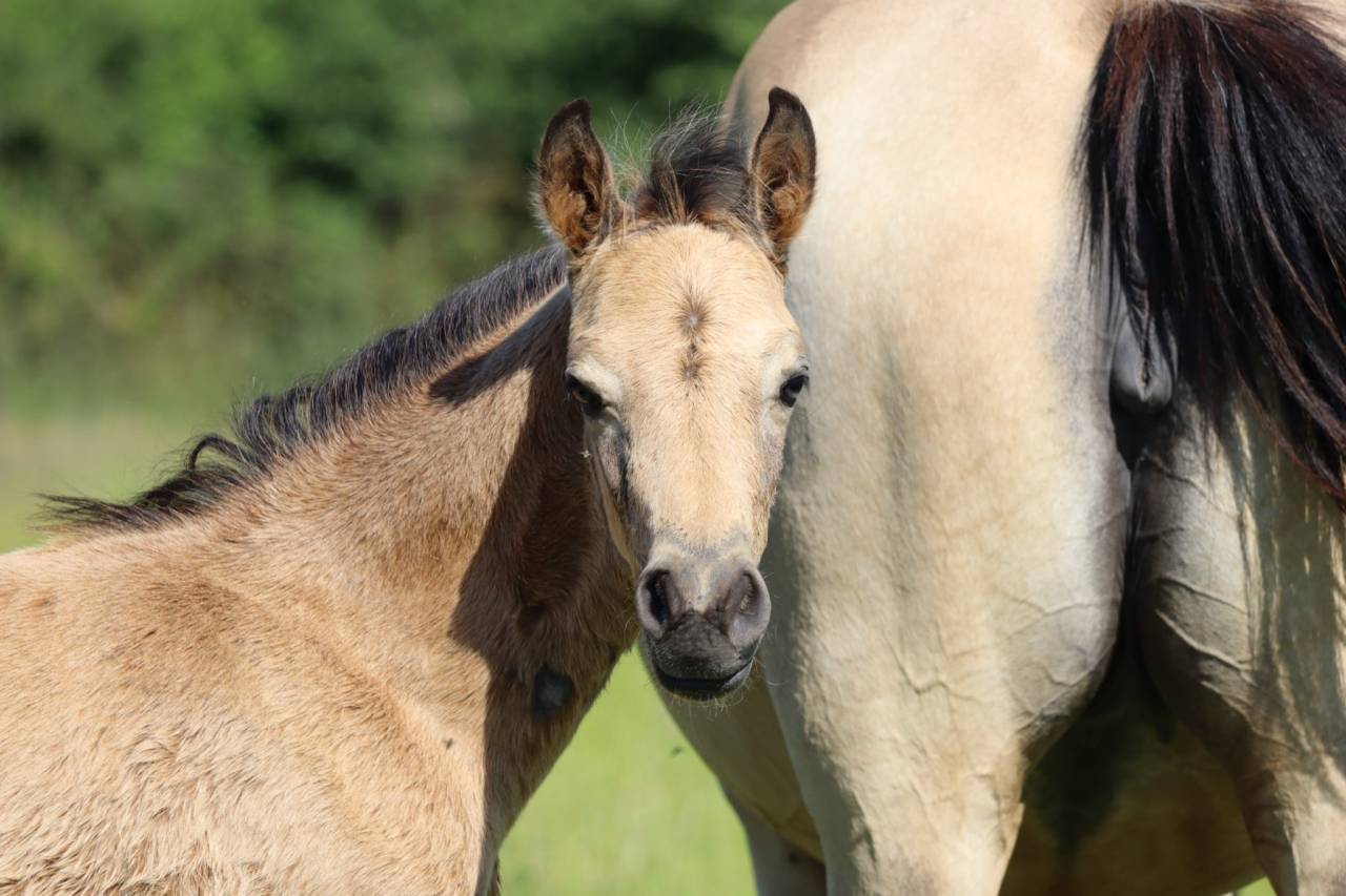 Poney Foal PFS par Usandro tilia Derlenn