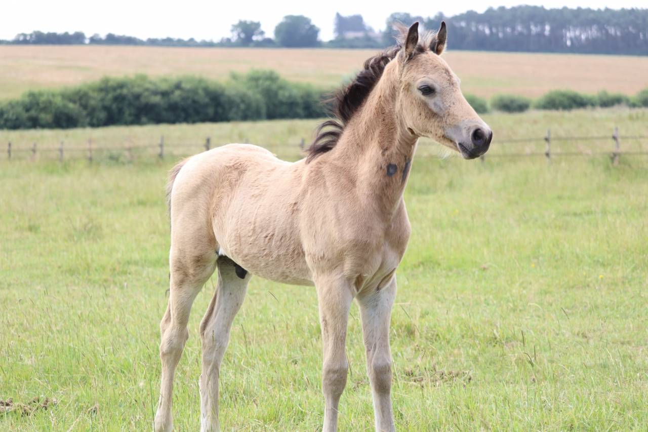 Poney Foal PFS par Usandro tilia Derlenn