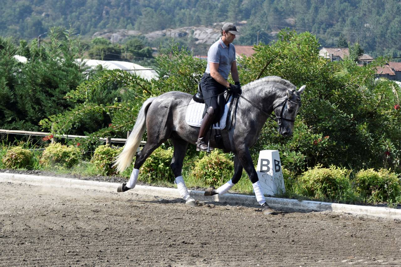 Hongre PRE Pure Race Espagnole A vendre 2021 Gris par Cascabel G