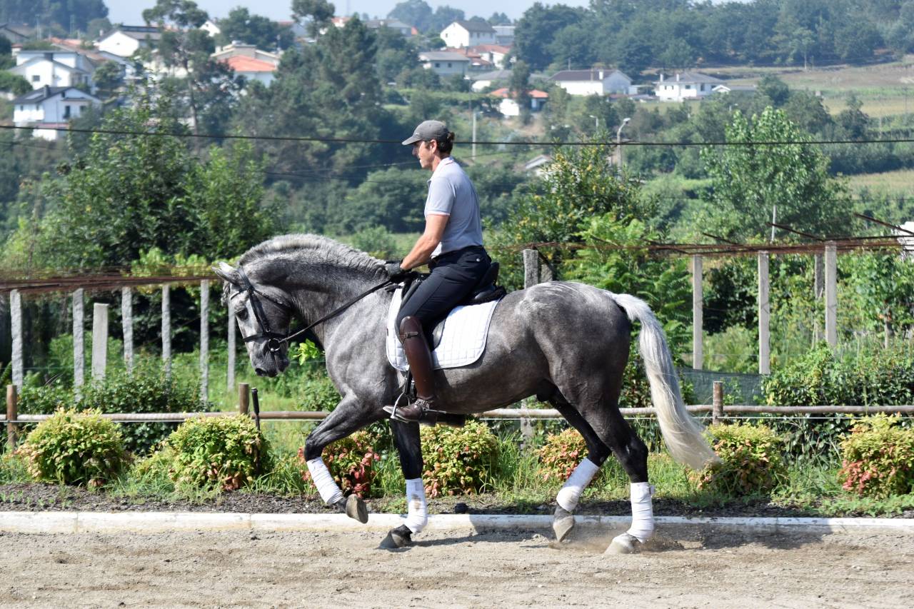 Hongre PRE Pure Race Espagnole A vendre 2021 Gris par Cascabel G