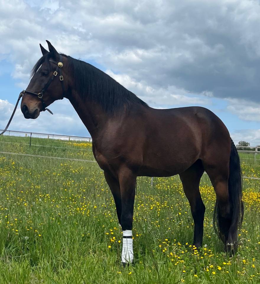 Hongre Ispano Lusitanien d'élevage