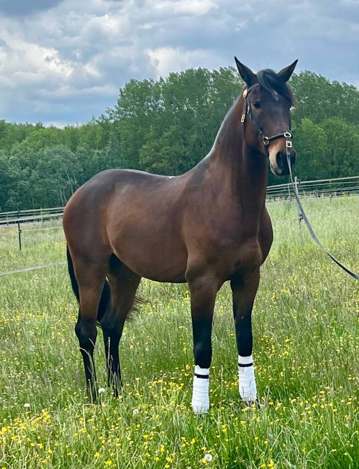 Hongre Ispano Lusitanien d'élevage